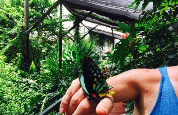 Batchelor Butterfly Farm
