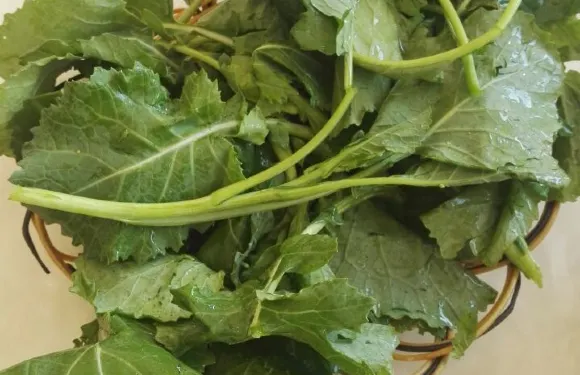 獨菇一味
