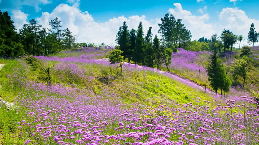 2_重慶千野草場景區