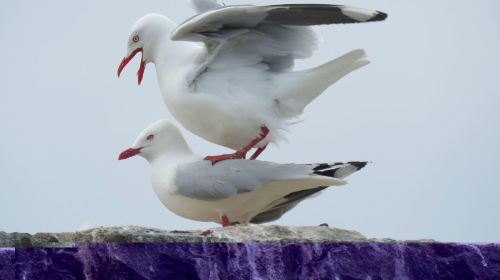 Royal Albatross Centre