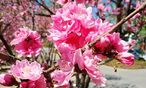 Tianjin Shuishang Park