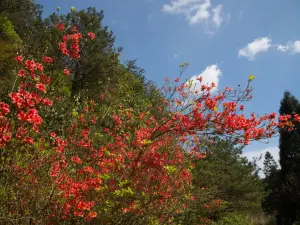 龍泉的熱門遊賞秋景好去處
