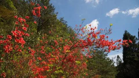 Longquan Mountain Tourist Area attraction in หลี่ซุ่ย