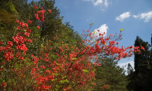 Longquan Mountain Tourist Area
