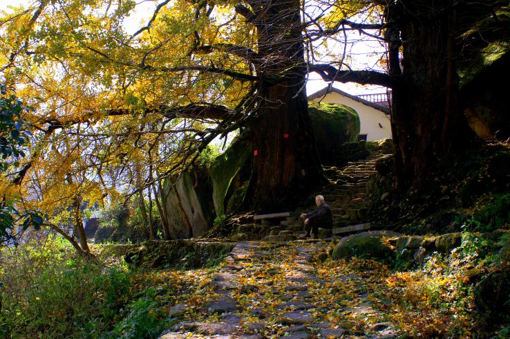 Ginkgo-oplevelse i Yichun