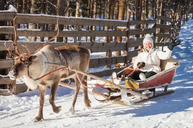 Snow Sledding in Rovaniemi