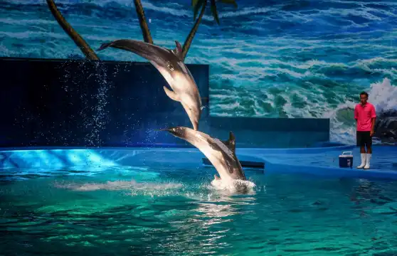 Hotels near Polar Ocean World