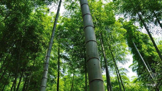 德清包車·莫干山風景名勝區·莫干山開元森泊度假樂園一日遊
