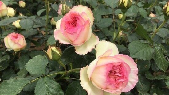 神代植物公園圖片 調布市景點的照片 Trip Moments