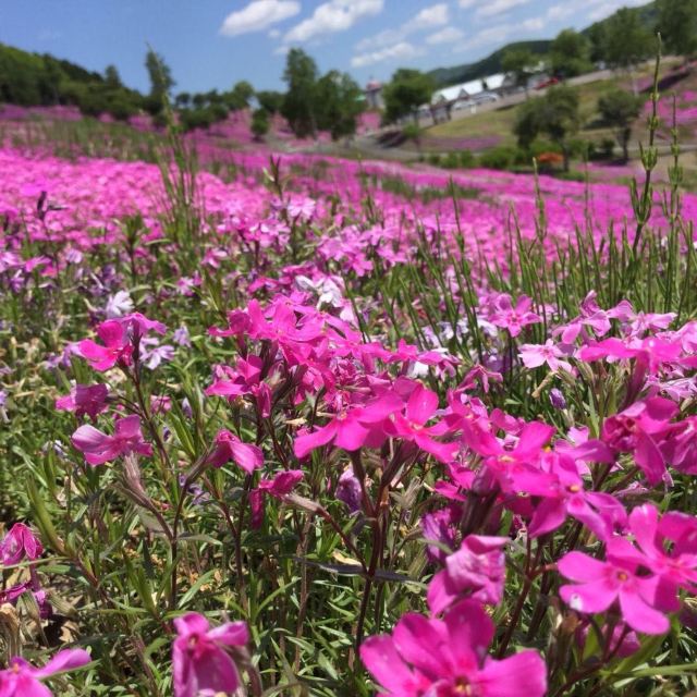 Shibazakura Takinoue Park