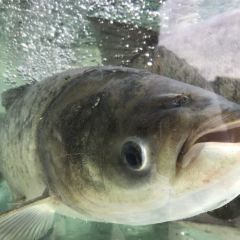 鱼吃渔醉湖鲜馆 User Photo