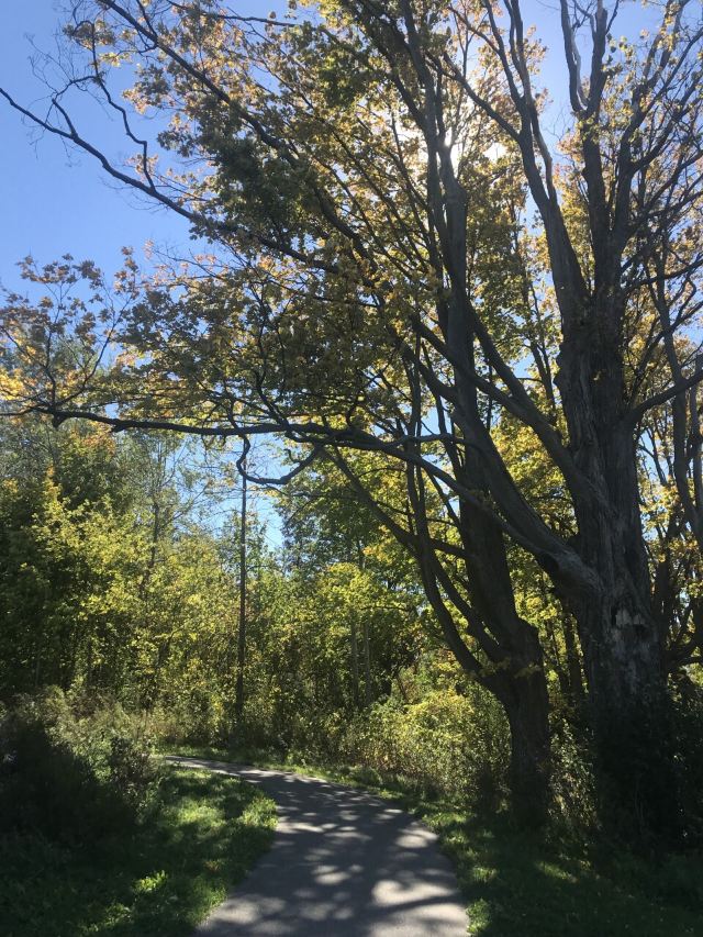 Wilcox Lake