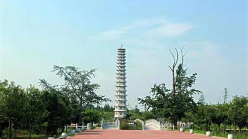 Chinese Ginkgo Flower Garden