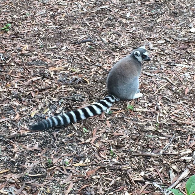 漢密爾頓島野生動物園