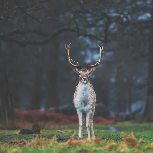 Richmond Park