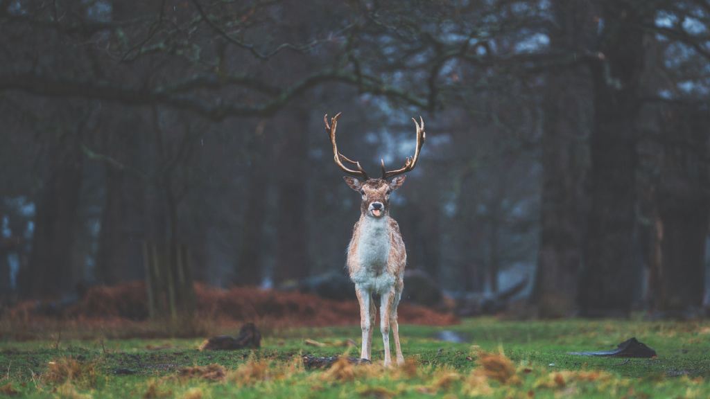 Richmond Park