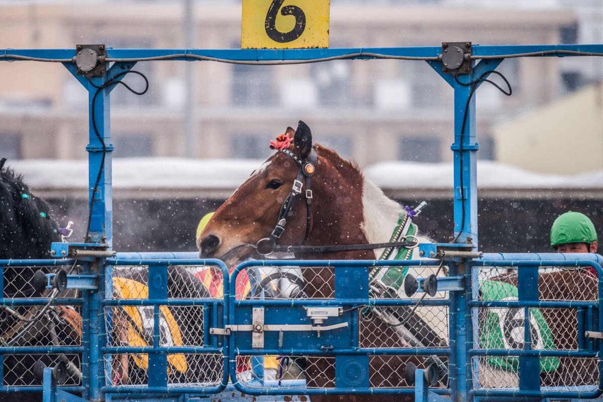 十勝拉扒犁賽馬帶廣賽馬場景點評價 十勝拉扒犁賽馬帶廣賽馬場門票 十勝拉扒犁賽馬帶廣賽馬場優惠 十勝拉扒犁賽馬帶廣賽馬場交通 地址 開放時間 十勝拉扒犁賽馬帶廣賽馬場附近景點 酒店及美食 Trip Com