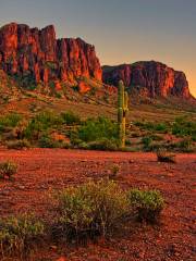 Desert Botanical Garden