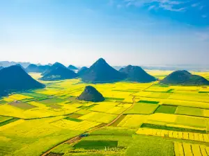 羅平油菜花景區