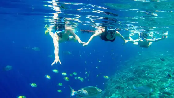 Bohol Island: Dolphin Watching + Balicasag Island Snorkeling 1-day Tour|Encounter sea turtles