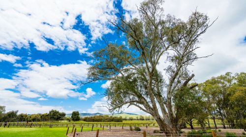 Barossa