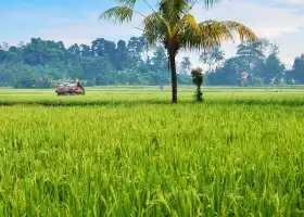 Ubud