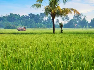 Ubud