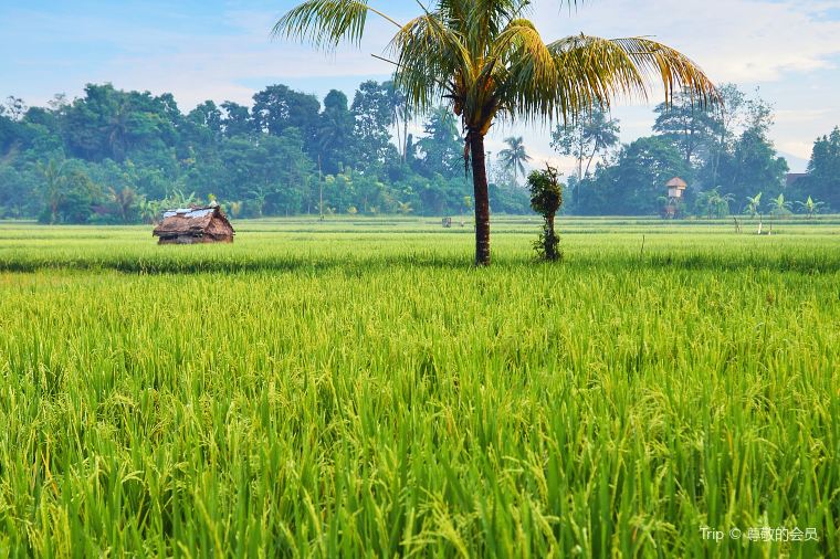  Bali Hotel Guide:Hotels Near Ubud in Bali