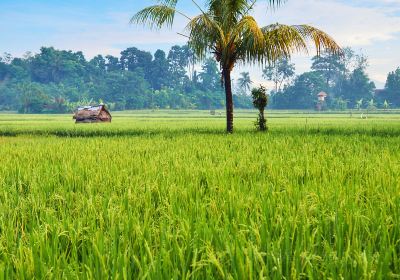 Ubud