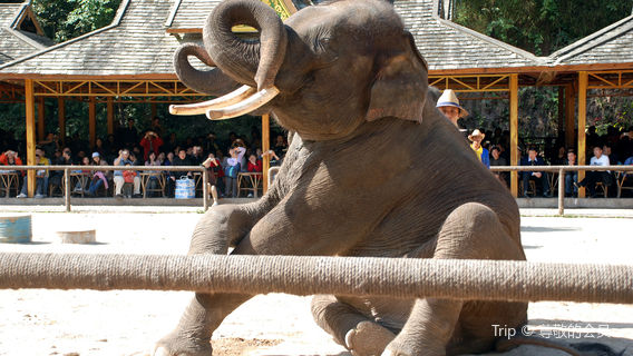 Wild Elephant Valley