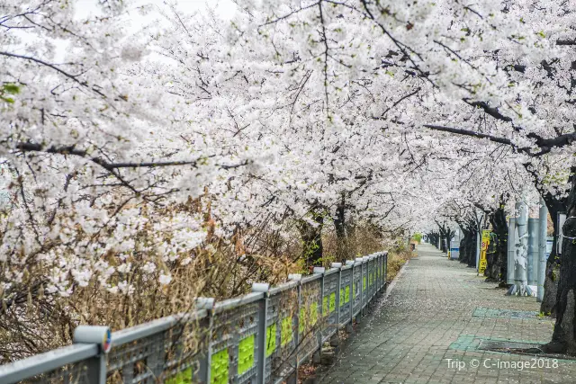 Cherry Blossom Viewing in Seoul