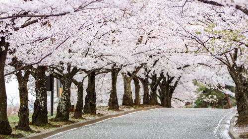 Noboribetsu Onsen Flower Tunnel