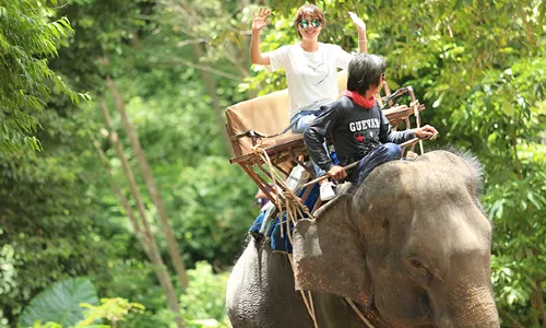 Phuket Elephant Interaction