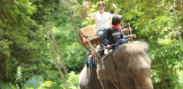 Phuket Elephant Interaction