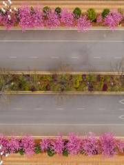 Cherry Blossom Avenue