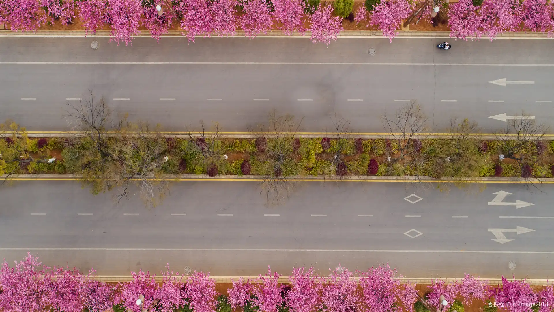 Hotels near Cherry Blossom Avenue