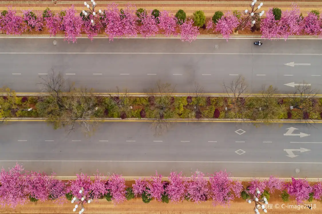 Hotels near Cherry Blossom Avenue