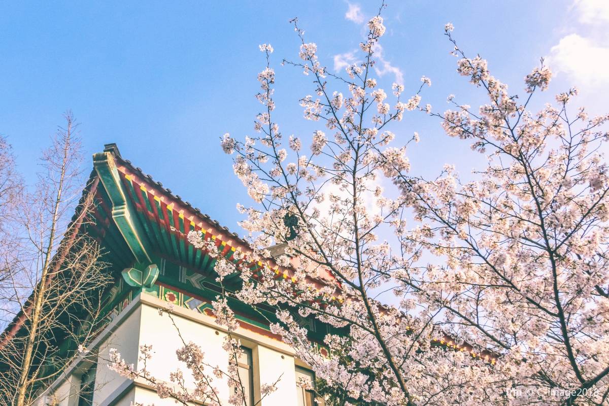 鶏鳴寺で味わうの素斎（精進料理）