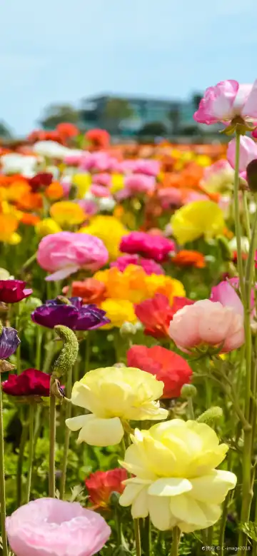 カールスバッドのホテル