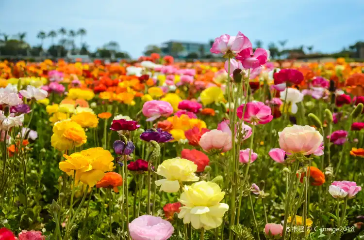 Omni properties in Carlsbad