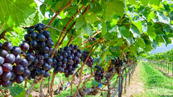 Monsoon Valley Vineyard