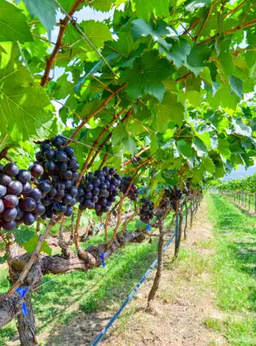 โรงแรมใกล้Monsoon Valley Vineyard