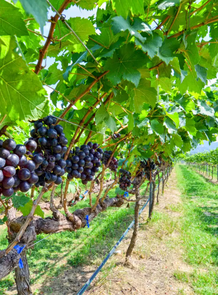 Hotel dekat vineyard