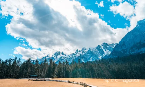 Spruce Meadow