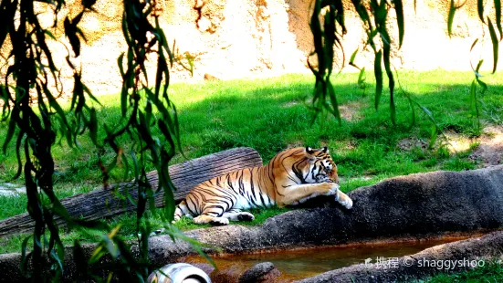 zoo di Memphis