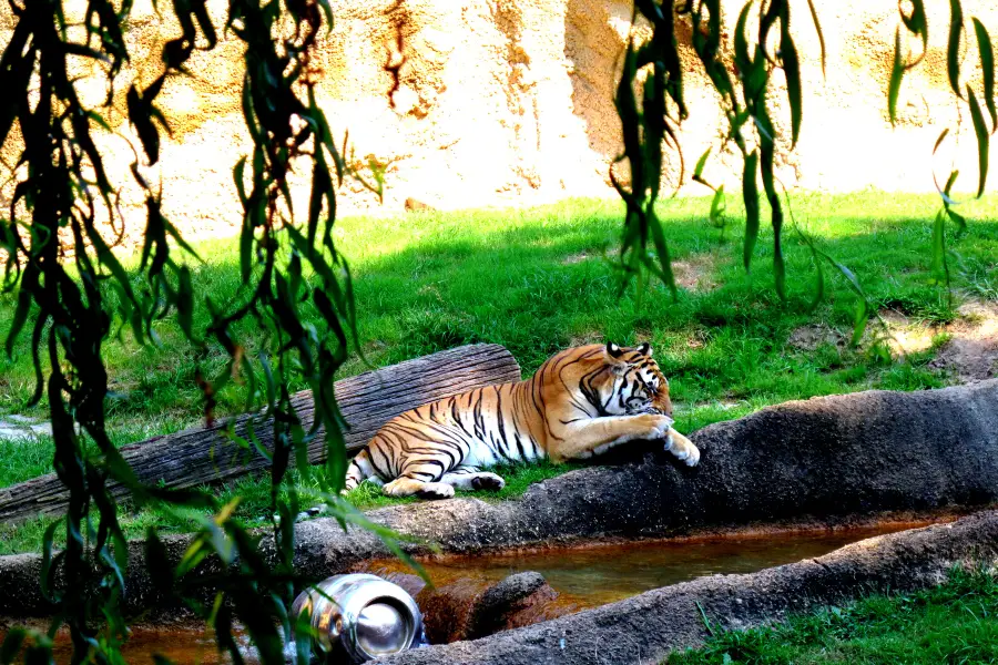 メンフィス動物園