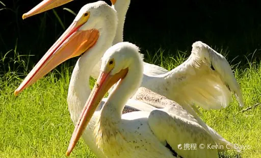 アラバマ・ガルフ・コースト動物園