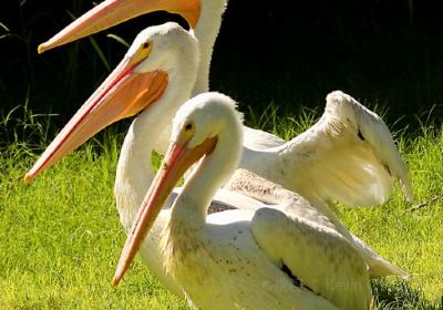 Alabama Gulf Coast Zoo