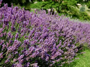 ラベンダー・フィールズ・アット・ワーリントン・マナー LLC