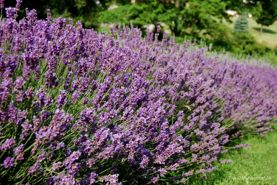 Lavender Fields at Warrington Manor LLC